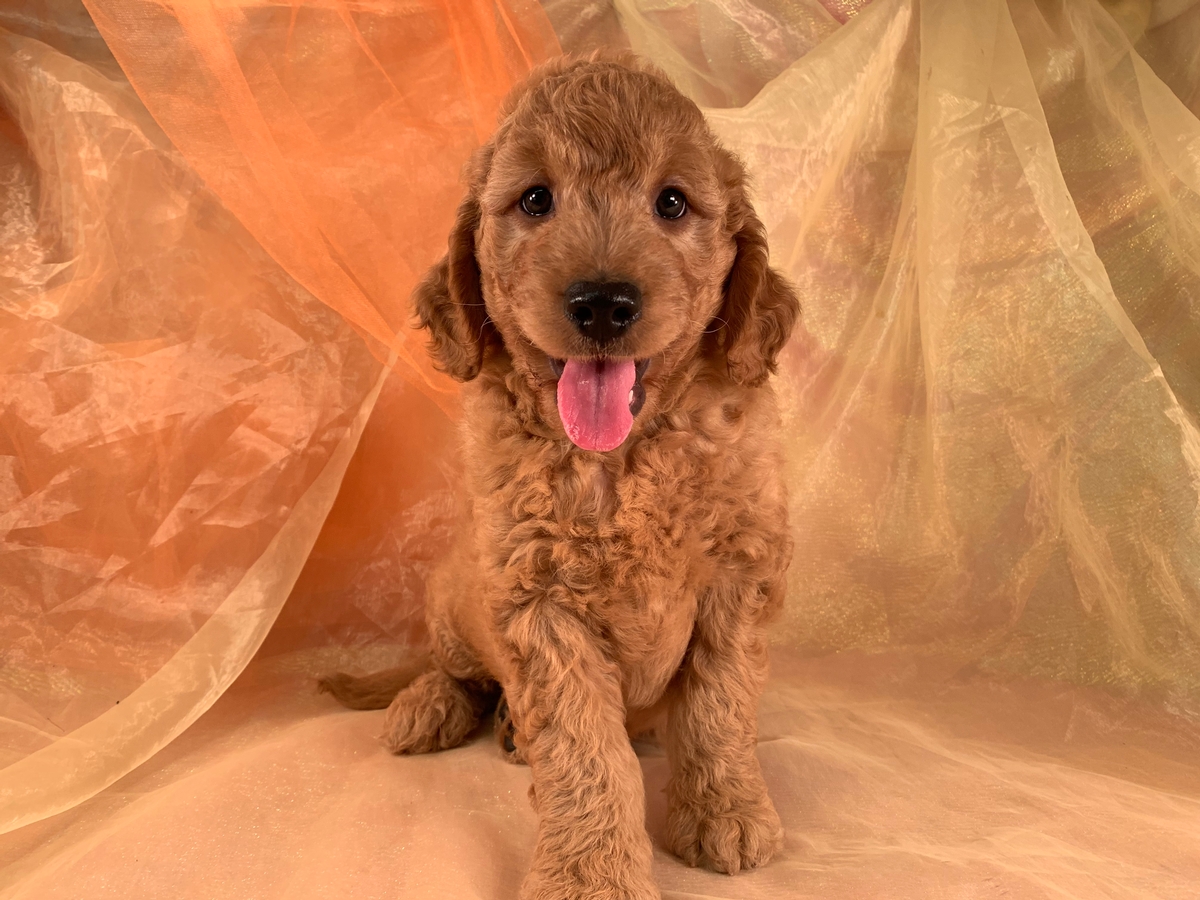 Male Miniature Goldendoodle Puppy for Sale $1500